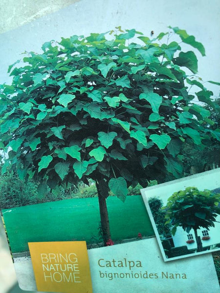 Catalpa bign. Nana (Bolcatalpa)