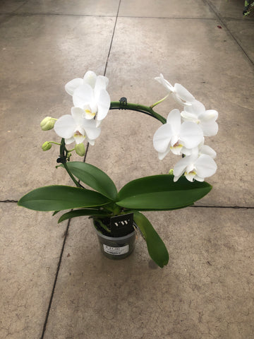 Orchidee p12 rond