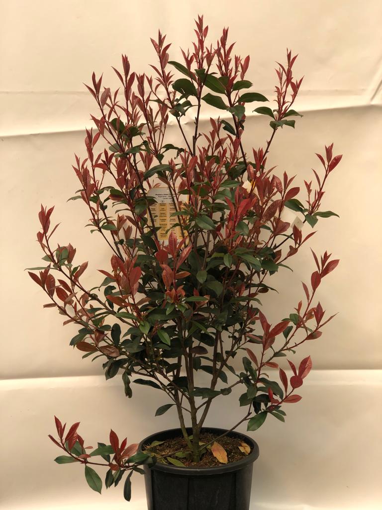 Photinia fra. ‘Carré Rouge’ (glansmispel)