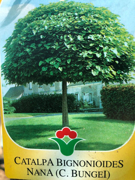 Catalpa bign. Nana (Bolcatalpa)